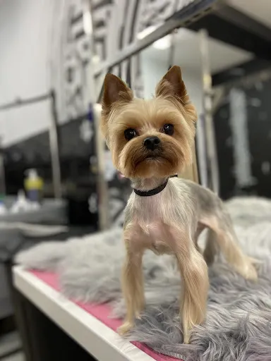 Pakuś - Pielęgnacja Zwierząt